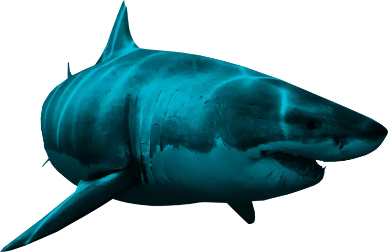 Blue Shark in Ocean Habitat