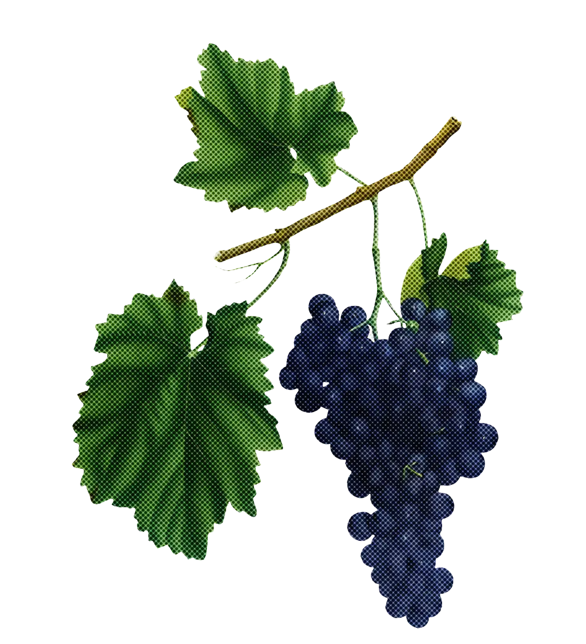 Grape Bunch with Leaves Illustration