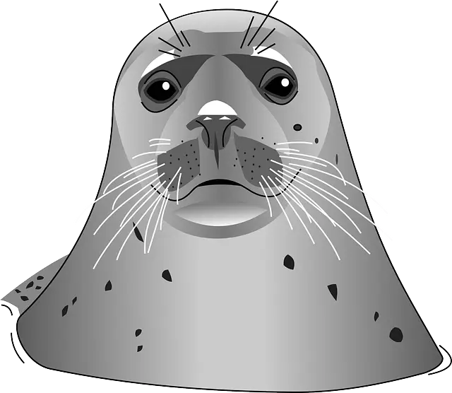 Grey Seal Cartoon Illustration