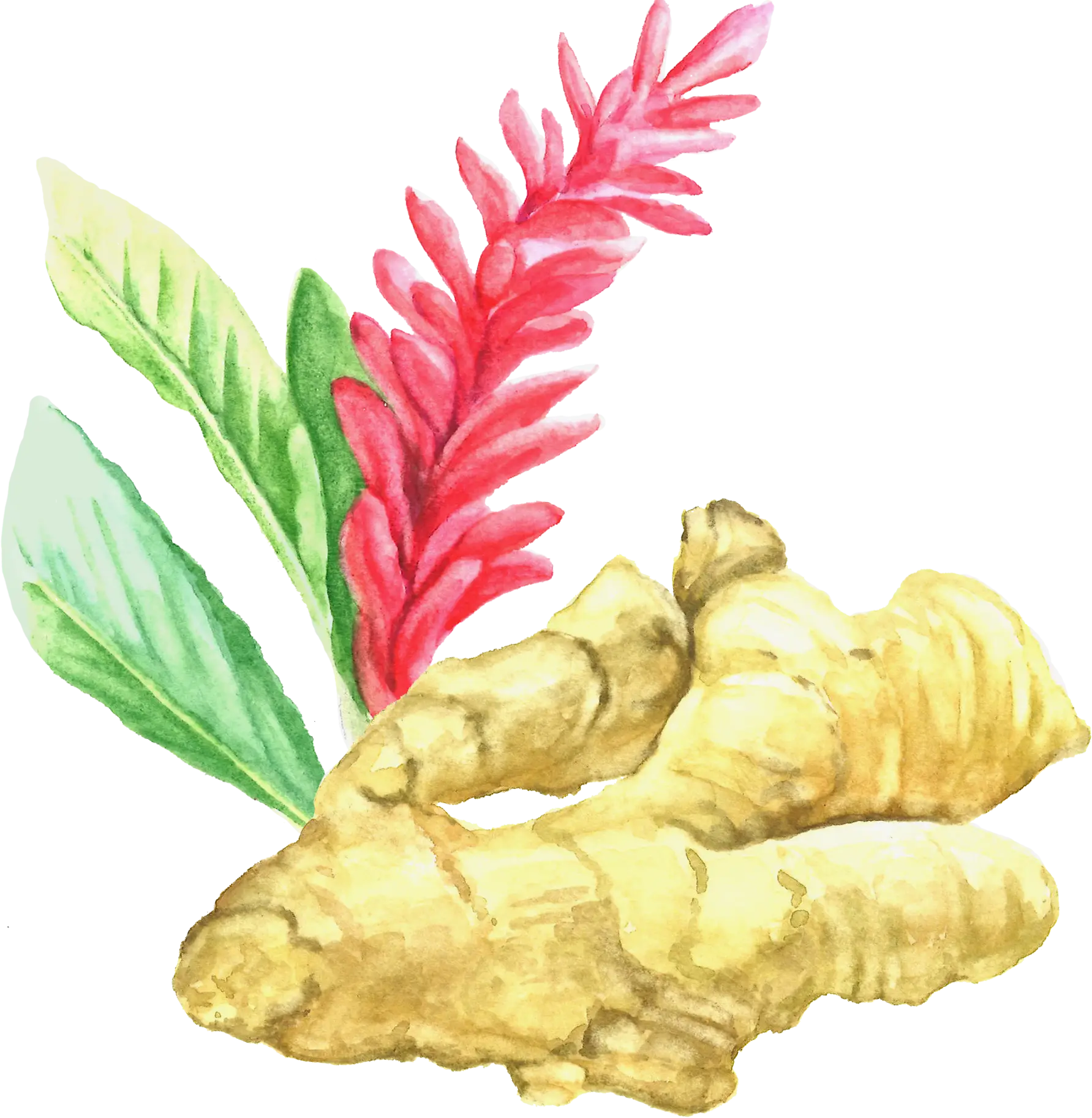 Ginger Root with Flower