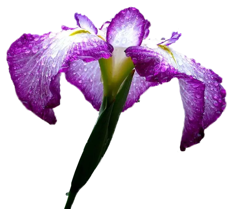 Purple Iris Flower with Dew Drops