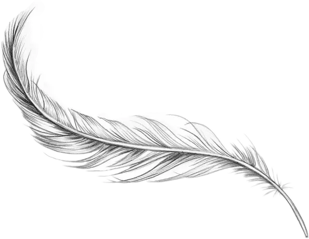 Delicate Sketch of Black and White Feather