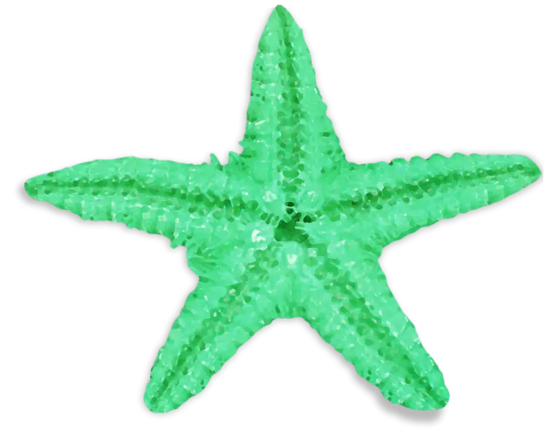 Bright Green Starfish Illustration