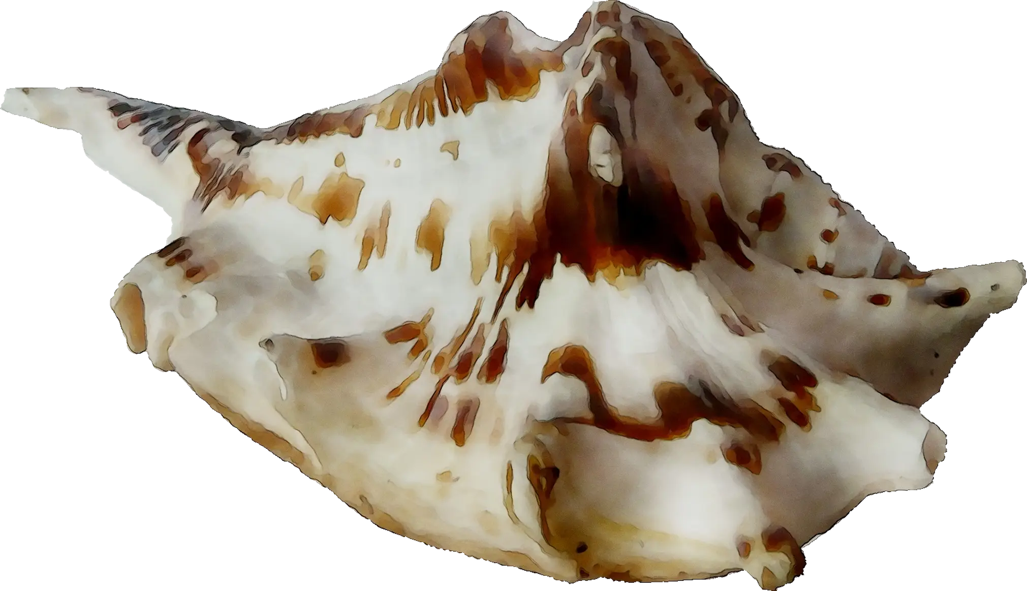 Large Conch Sea Shell