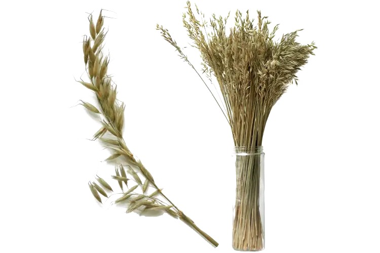 Oat Plants and Bundle