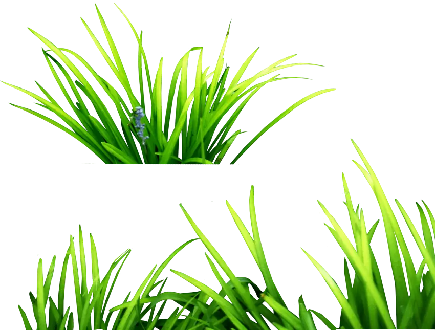 Fresh Green Grass Illustration