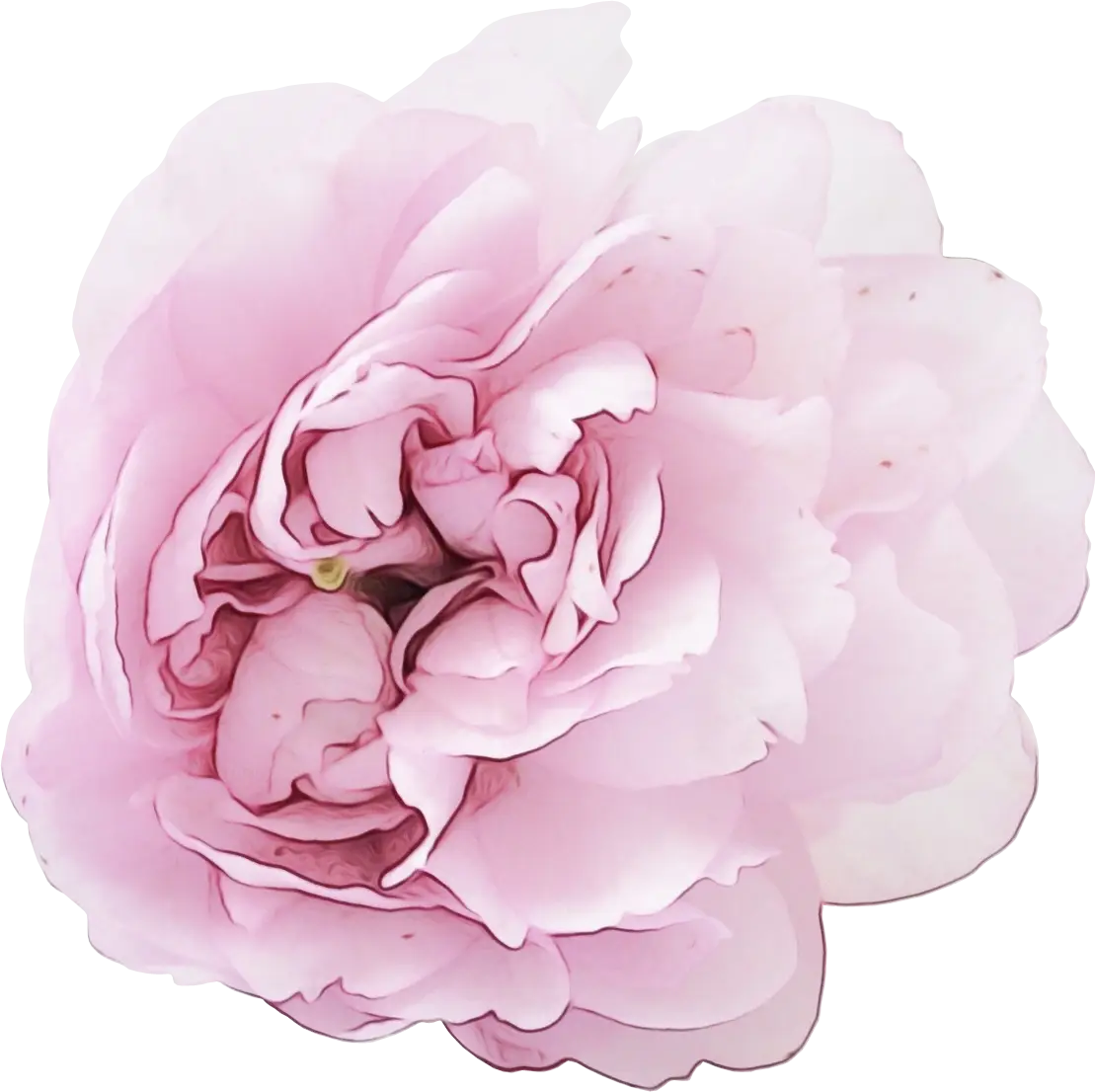 Delicate Pink Peony Flower