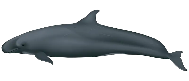 Black Dolphin Illustration