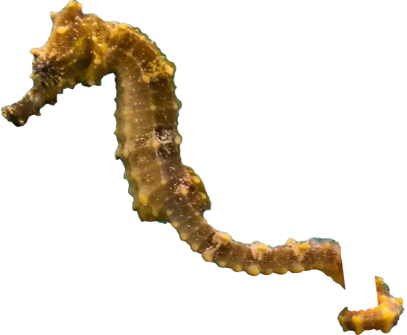 Seahorse