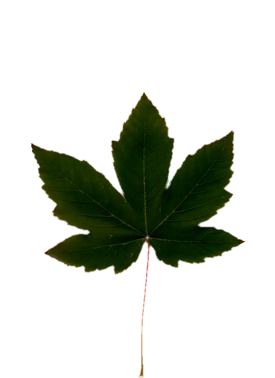 Green Maple Leaf Detail for Nature Studies