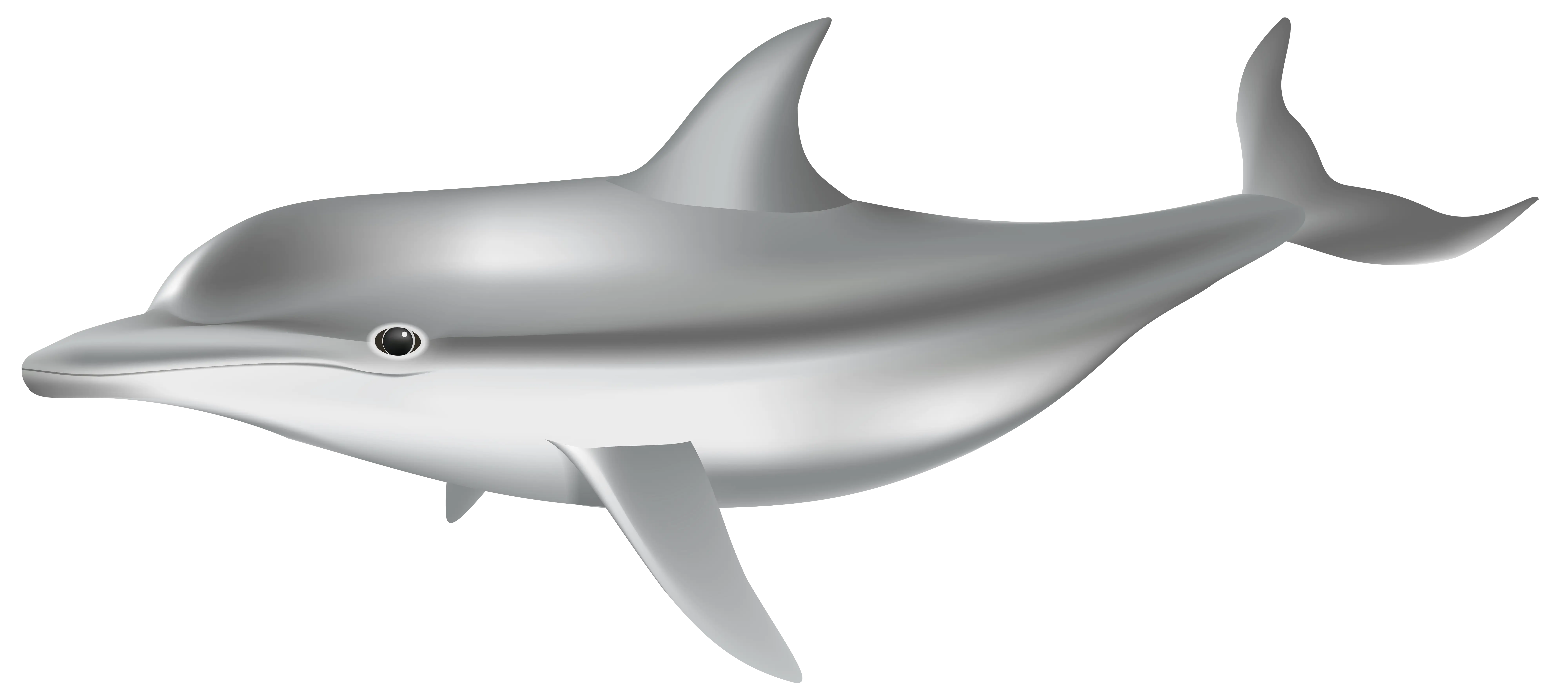 Gray Dolphin Illustration