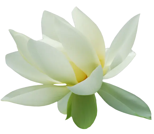 Beautiful White Lotus Flower Illustration