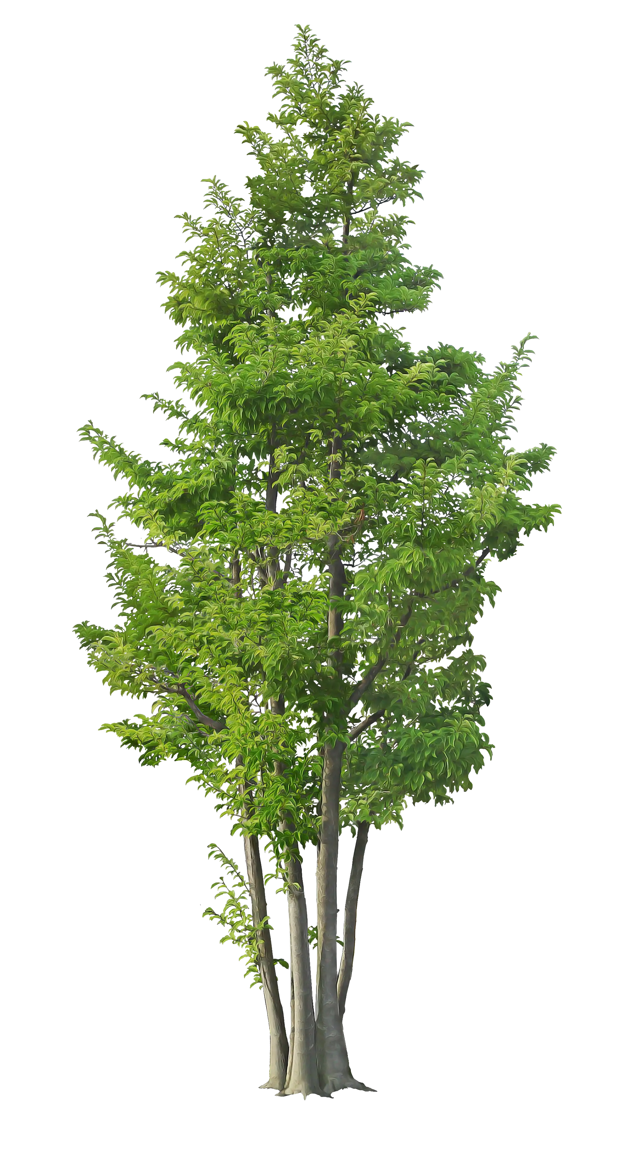 Lush Green Tree Illustration