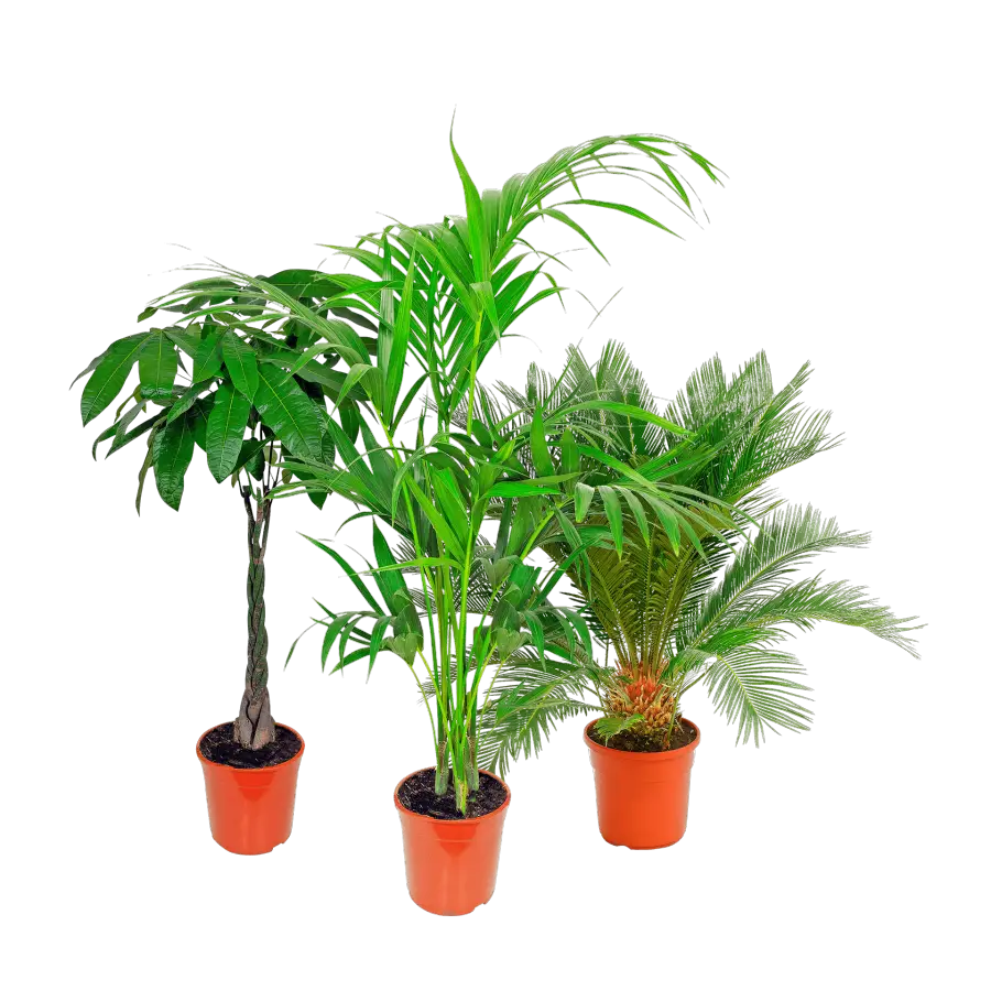Potted Plants