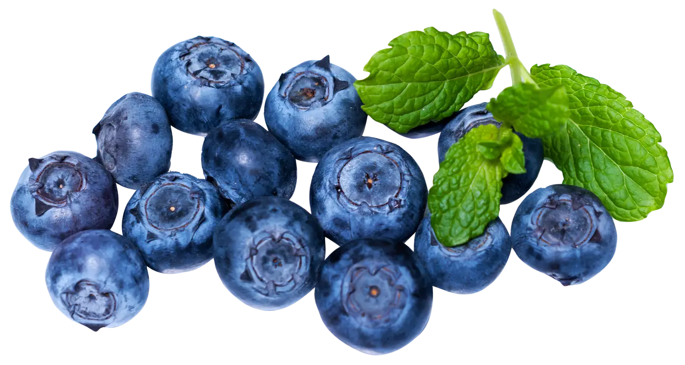 Fresh Blueberries with Mint Leaves
