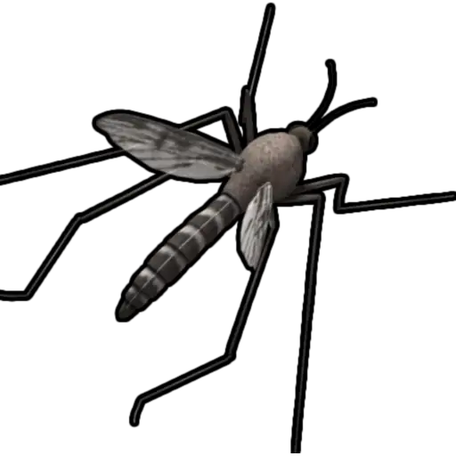 Realistic Mosquito Illustration