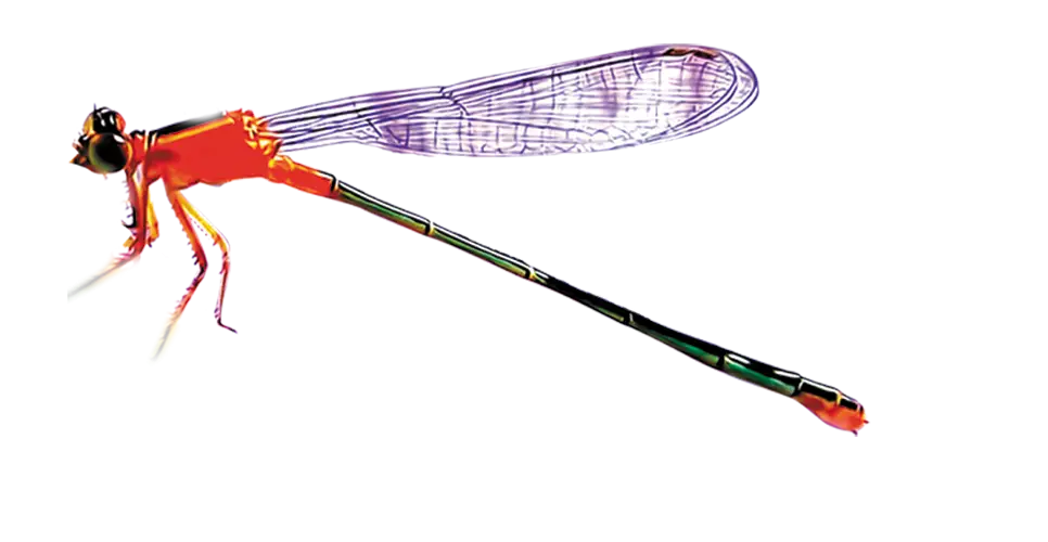 Colorful Dragonfly with Transparent Wings
