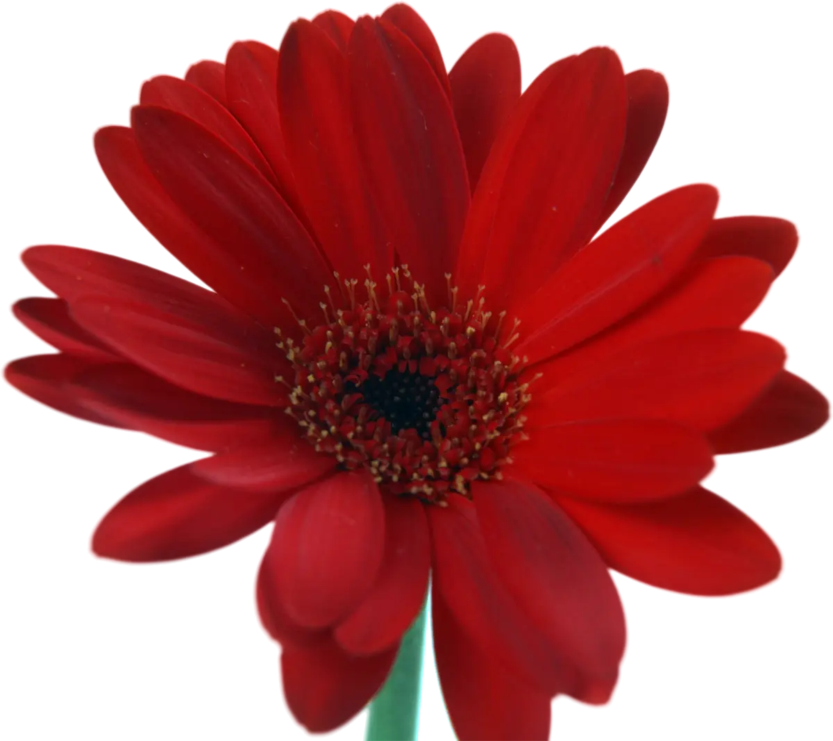 Red Daisy Flower in Full Bloom
