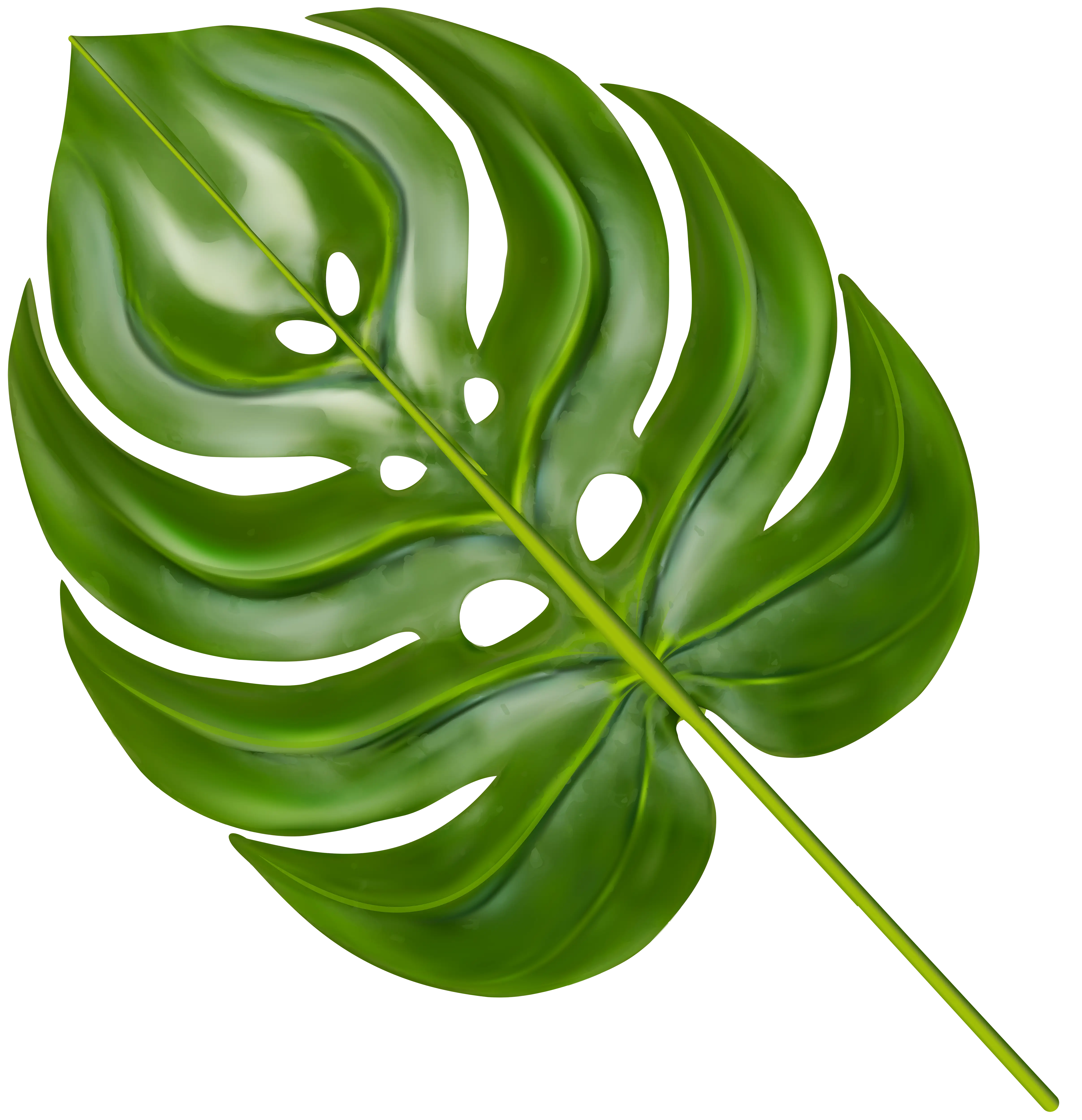 Green Monstera Leaf with Detailed Veins