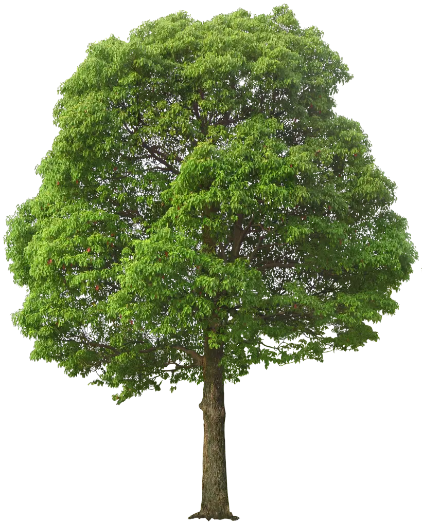 Lush Green Leafy Tree