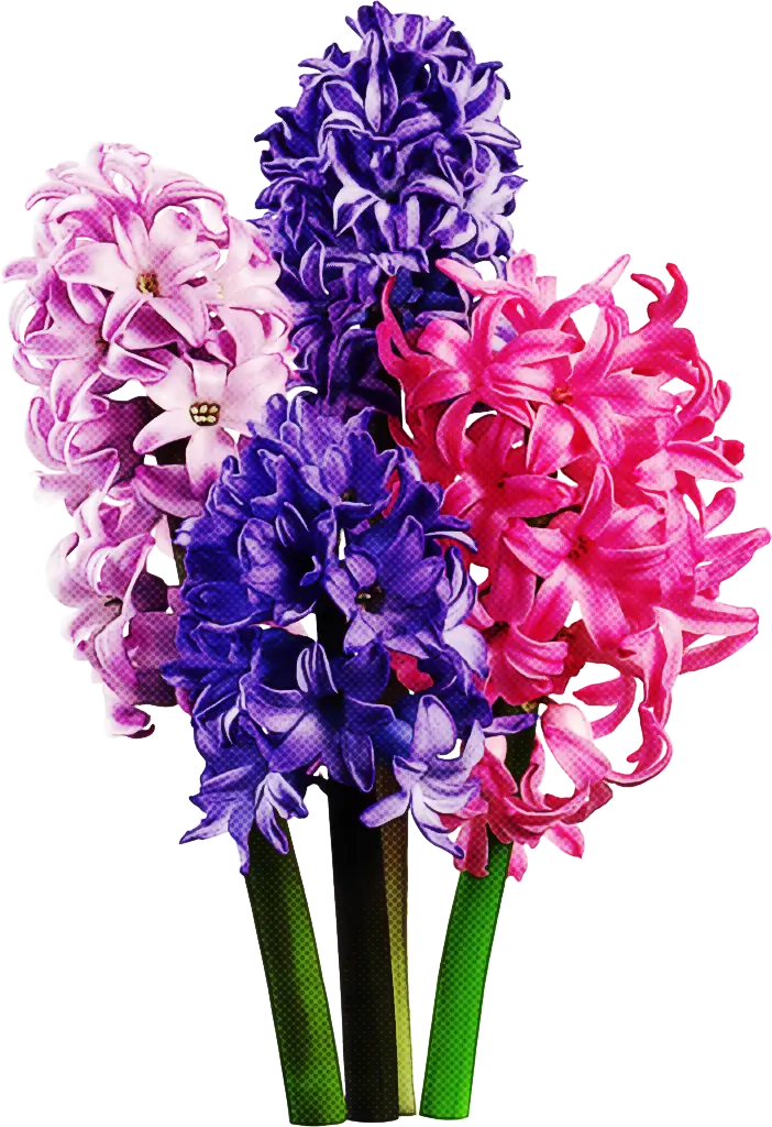 Purple and Pink Hyacinths in Bloom