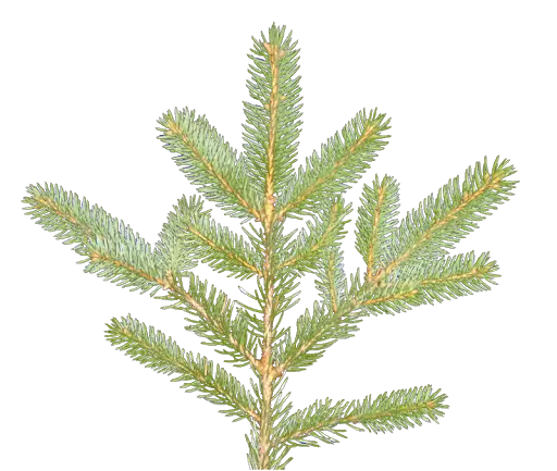 Fir Tree Branch Illustration for Holiday Themes