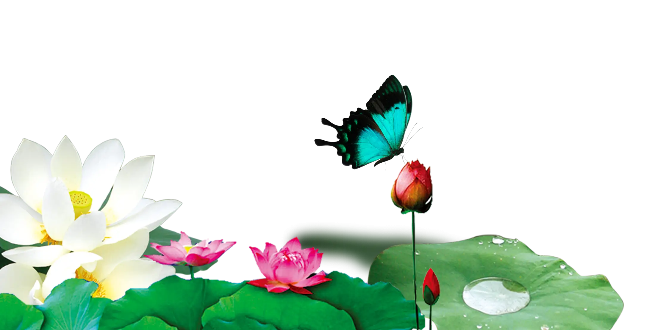 Butterfly and Lotus Flowers in Bloom