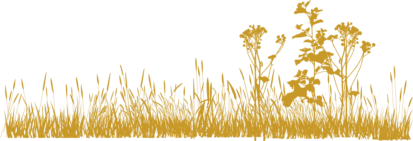 Golden Grass in Field
