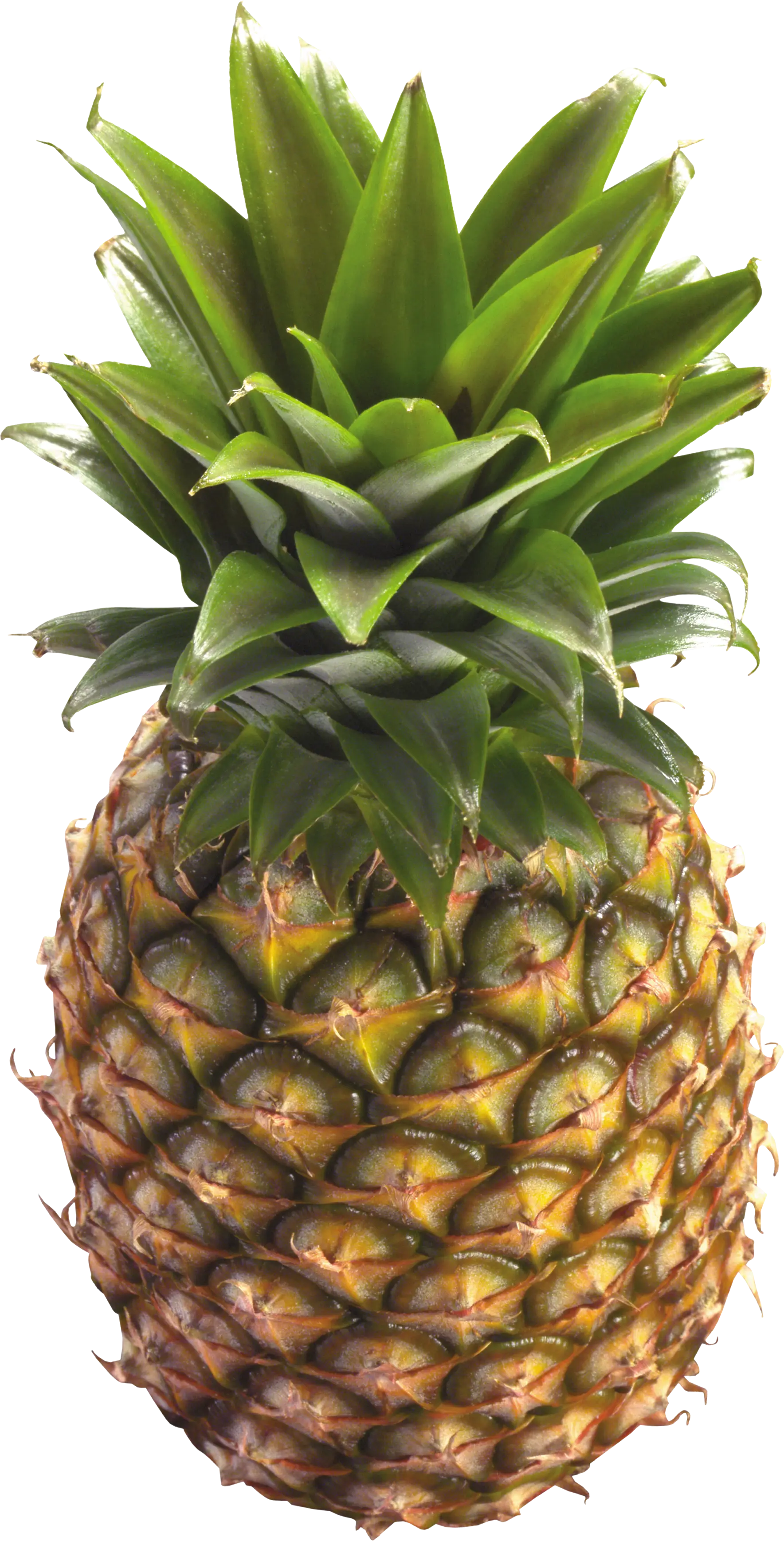 Tropical Pineapple Fruit with Green Leaves