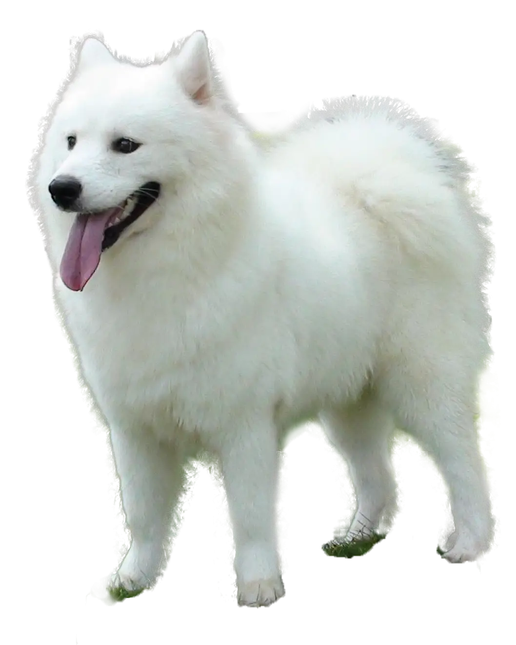 White Fluffy Dog with Tongue Out
