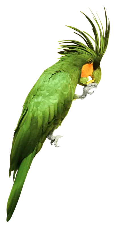 Green Parrot with Orange Beak