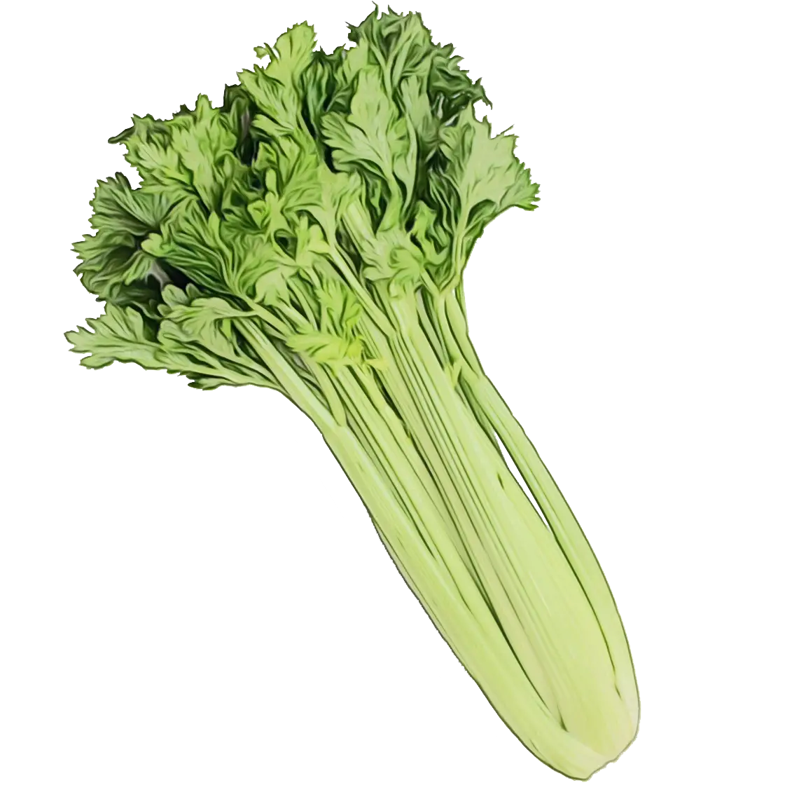 Fresh Celery Stalk for Healthy Eating