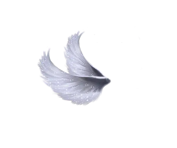 Graceful White Wings in Flight