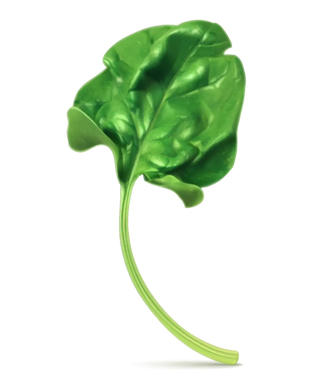 Fresh Green Leaf
