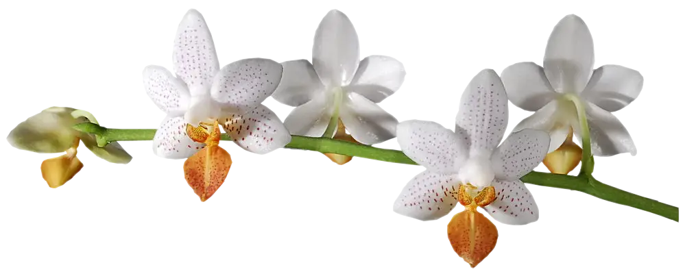 Delicate White Orchids in Bloom