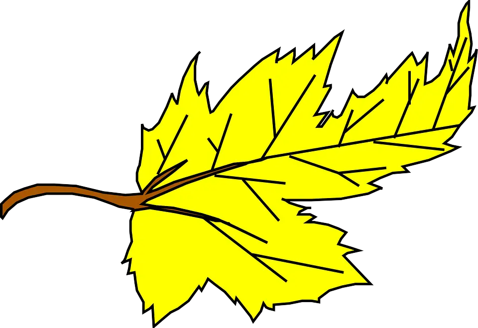 Yellow Maple Leaf Illustration