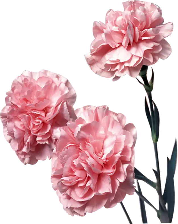 Beautiful Pink Carnations