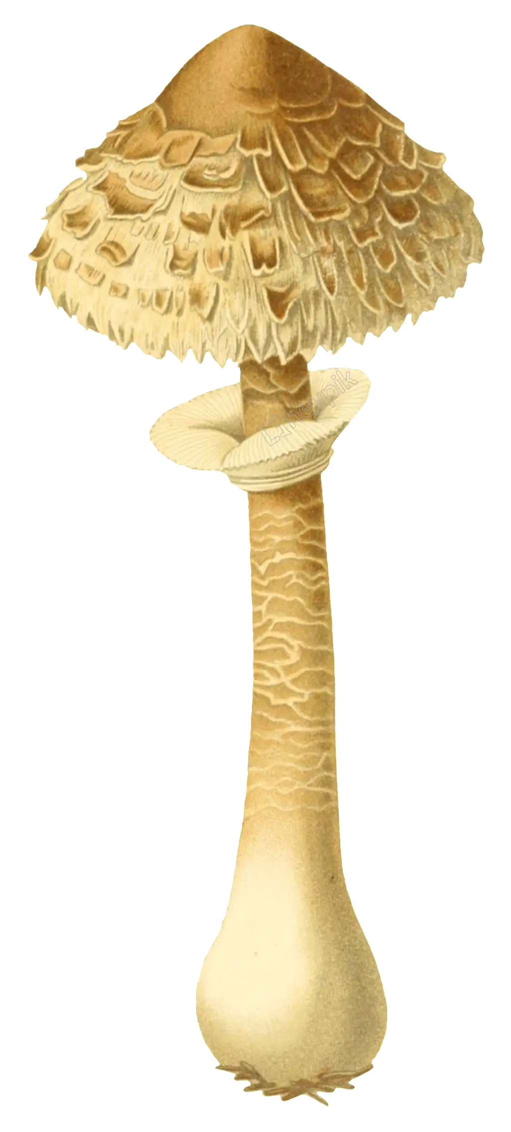 Detailed Illustration of a Mushroom