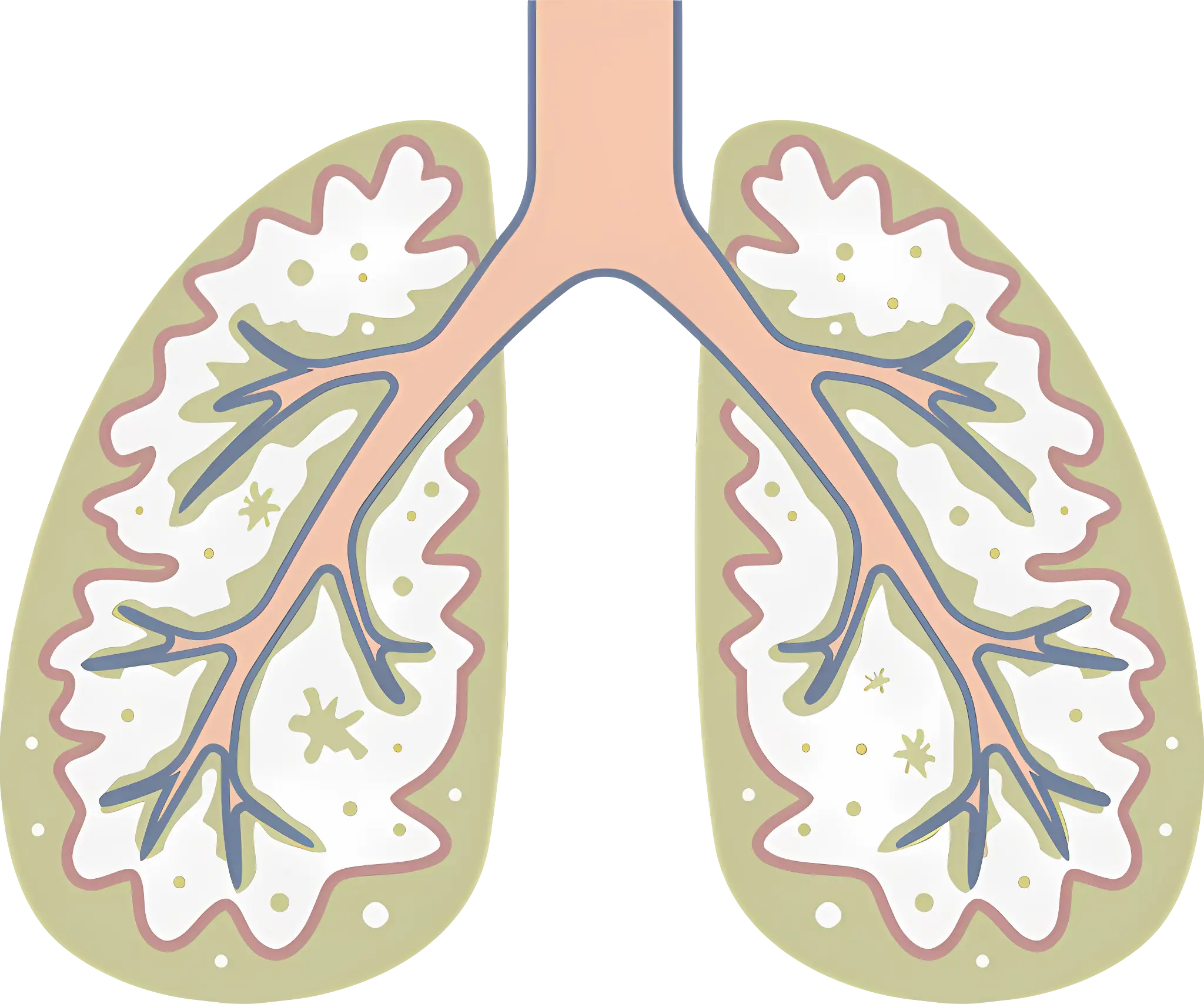 Lung Anatomy and Bronchi Illustration