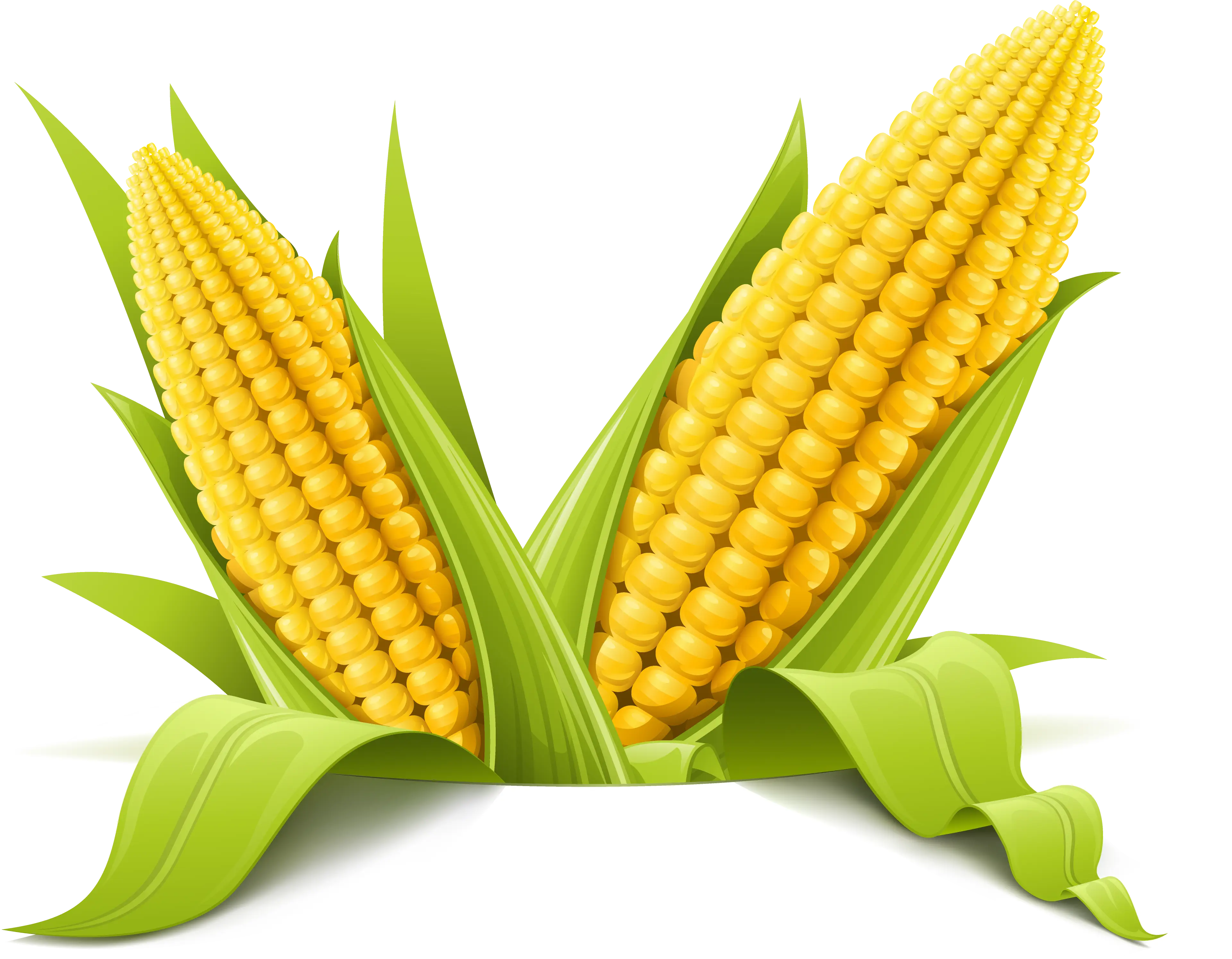 Corn Cobs with Fresh Green Leaves