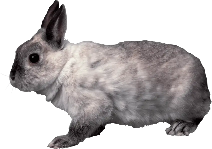 Cute Gray Rabbit in Close View