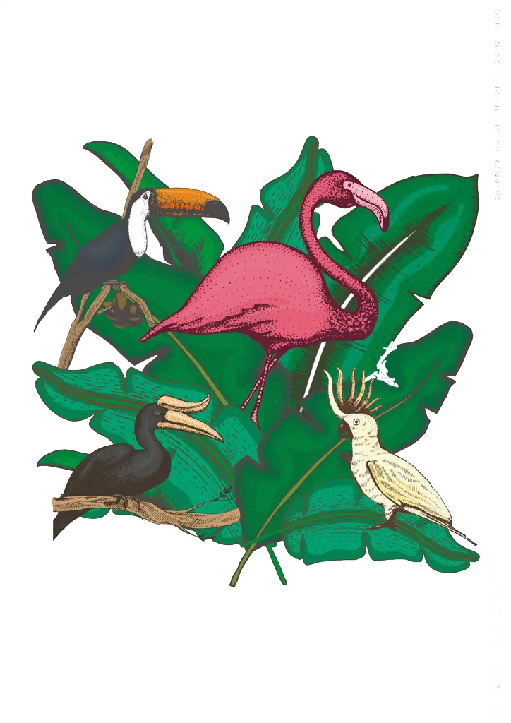 Colorful Tropical Birds in Nature