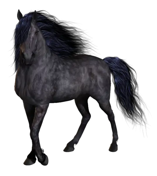 Beautiful Black Horse