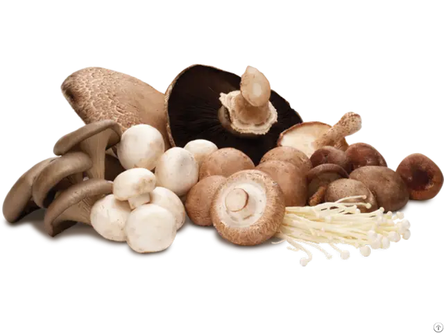 Variety of Edible Mushrooms Display