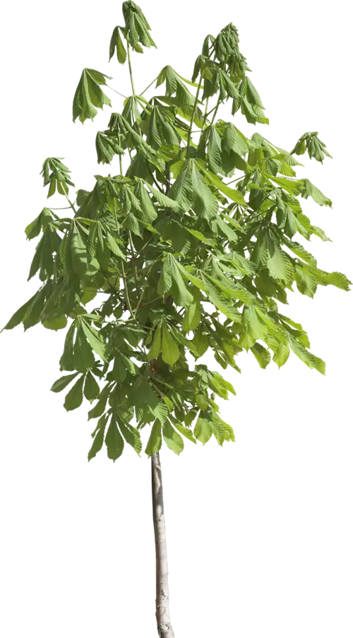 Green Leafy Tree with a Thin Trunk