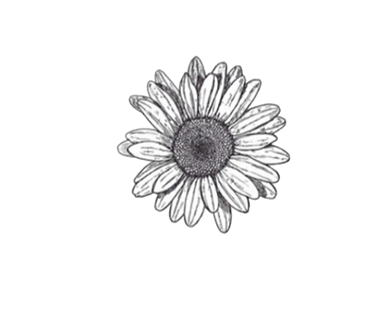 Black and White Flower Sketch