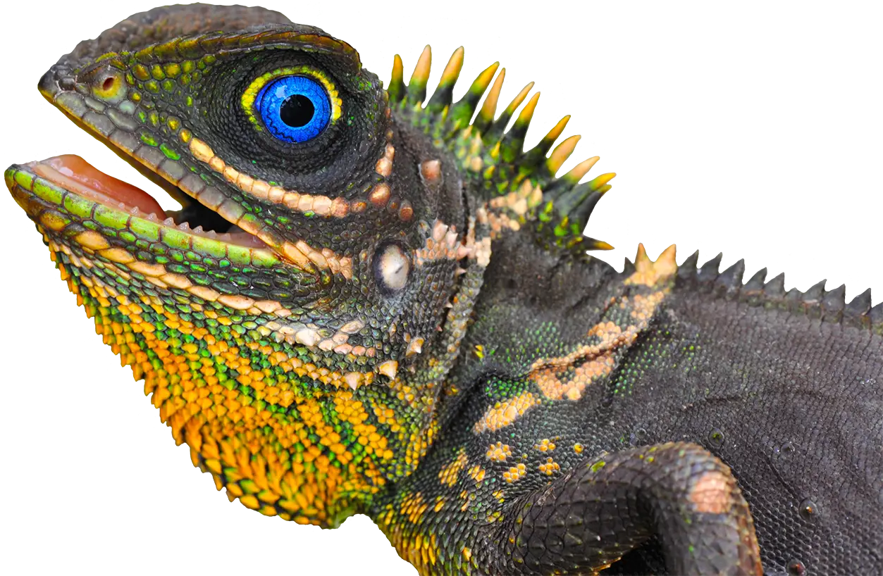 Colorful Lizard with Spiky Scales