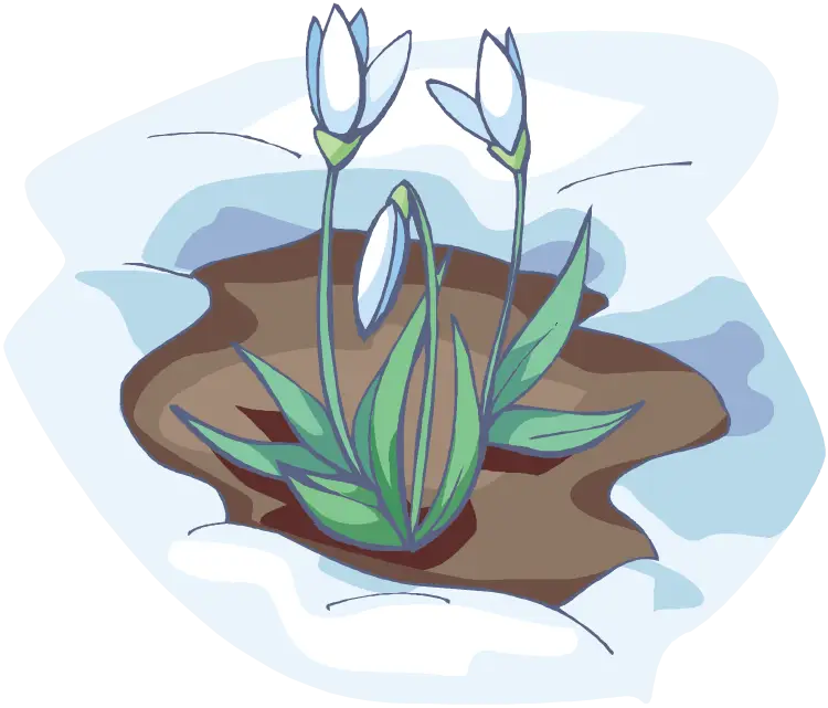 Snowdrop Flower Emerging from Snow