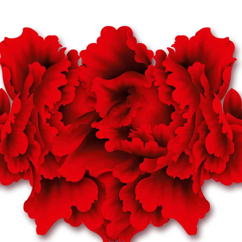 Beautiful Red Carnation Flowers
