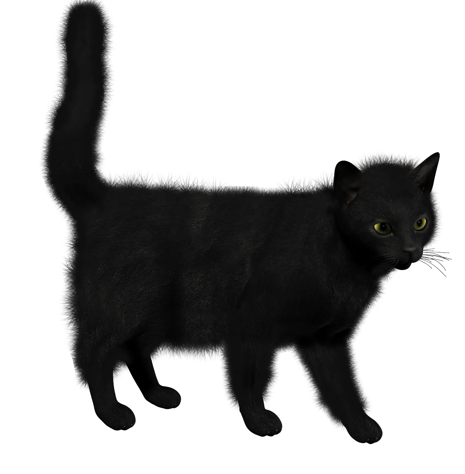 Black Cat Illustration